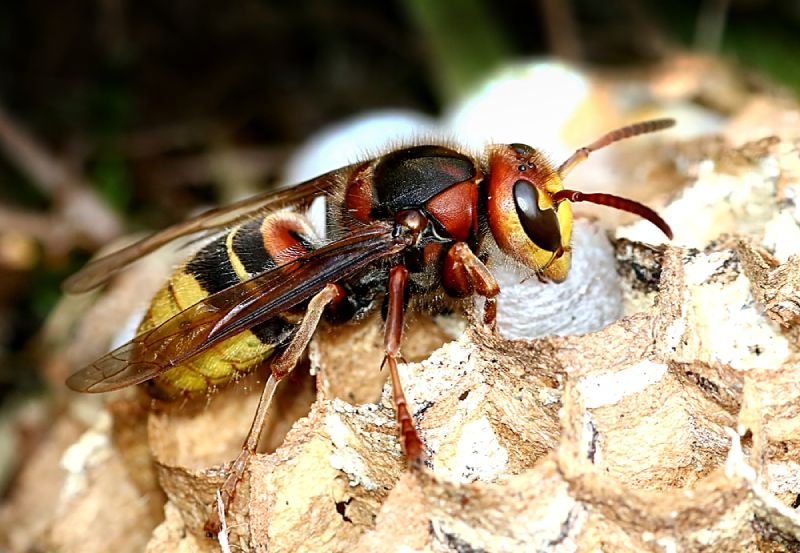 nests stinging insect identifiers