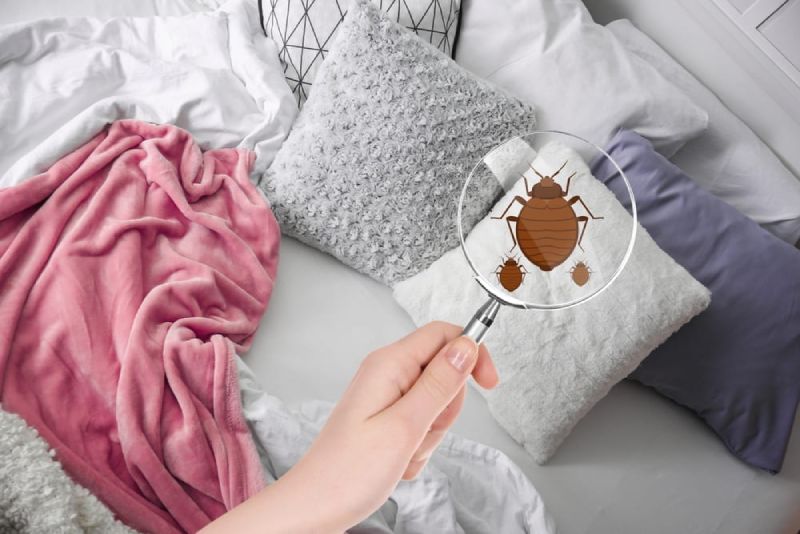 bed bugs