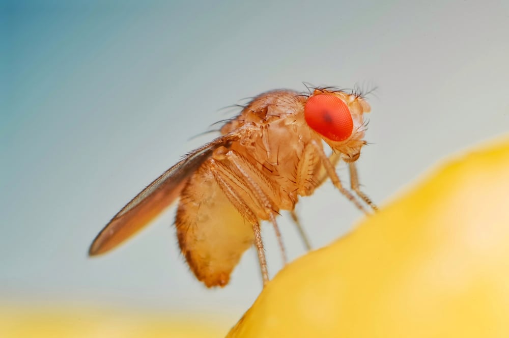 preventing fruit fly issues