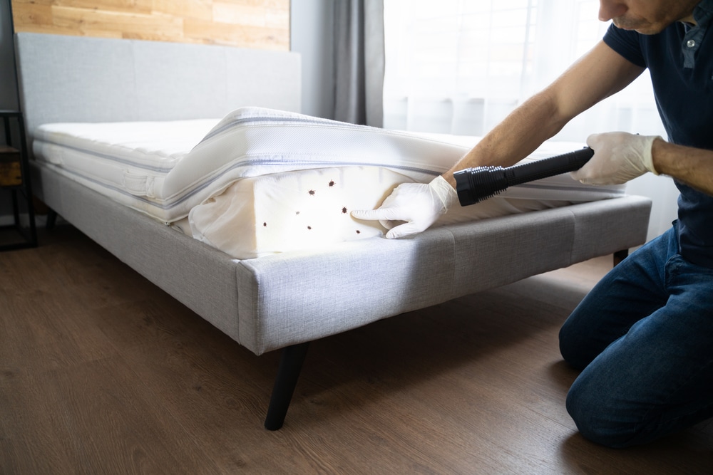curious bed bug dormancy