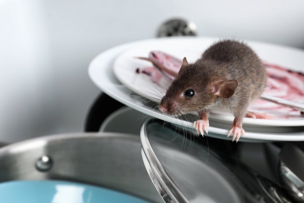 common pests found kitchen