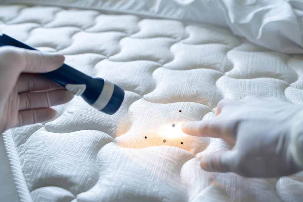 Controlling Bed Bugs in Multi Unit Apartments