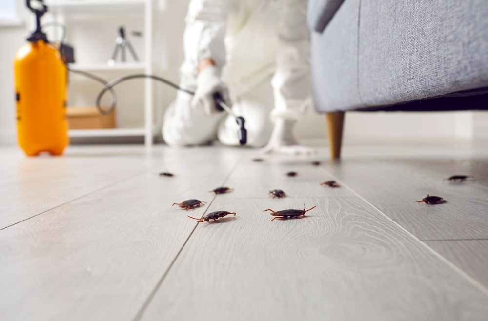 Remedying Cockroaches