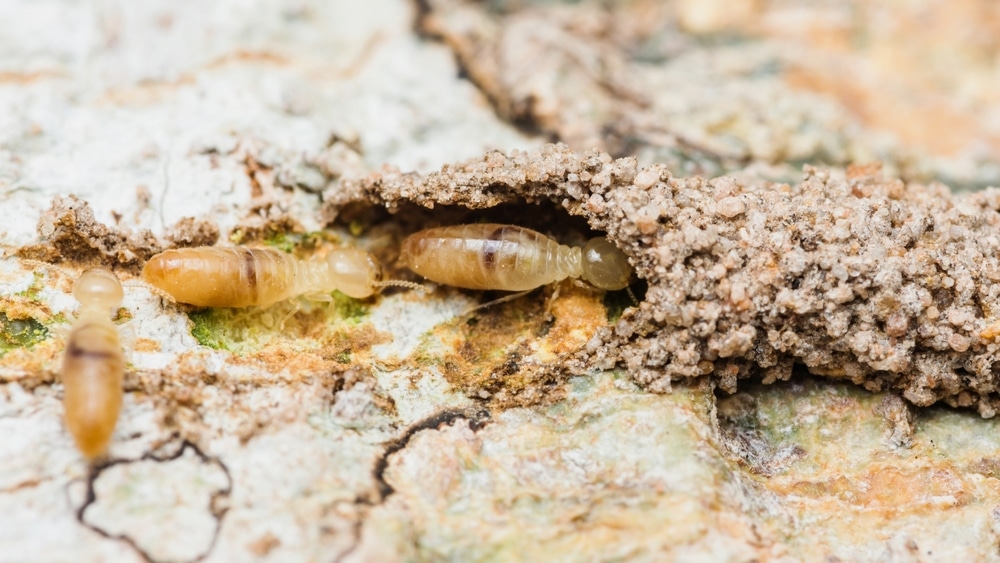 termite inspections