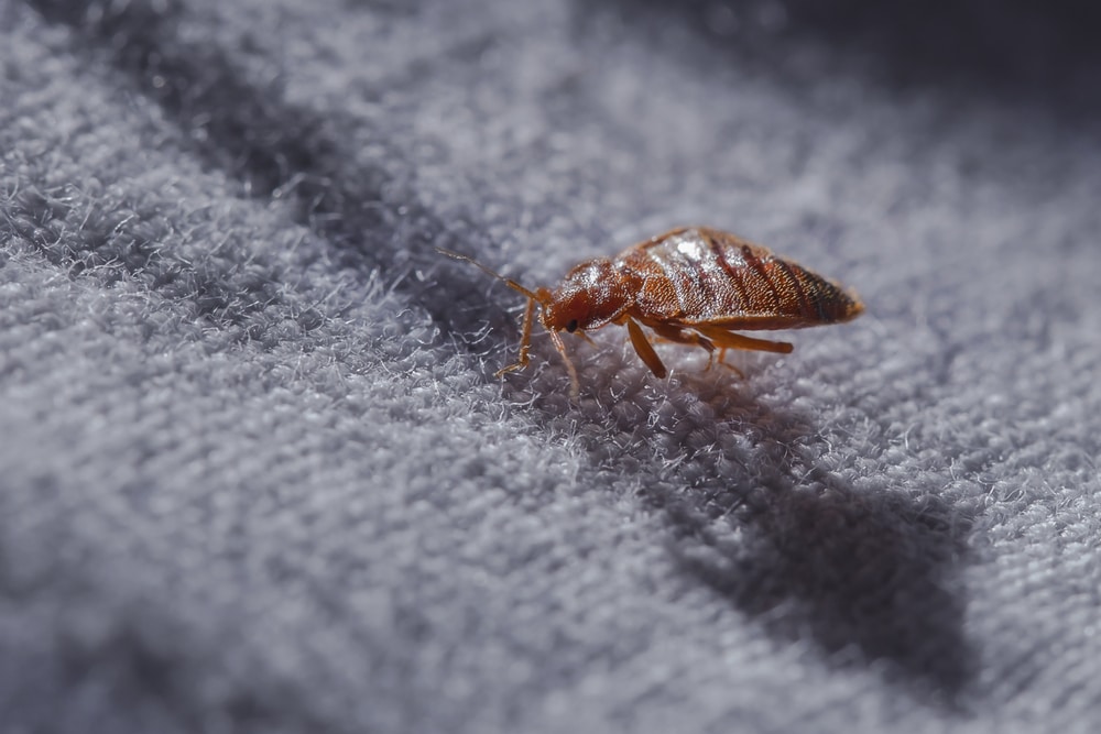 what are bed bugs