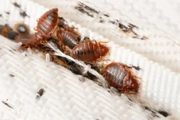 Common diseases spread by bed bugs how to control them