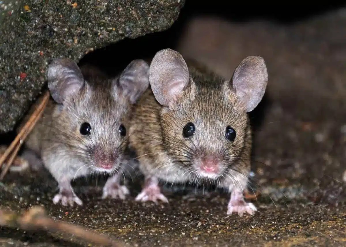 House mouse 01 (1)