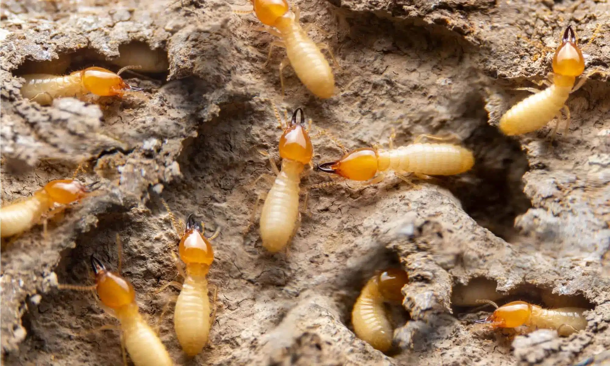 Termites