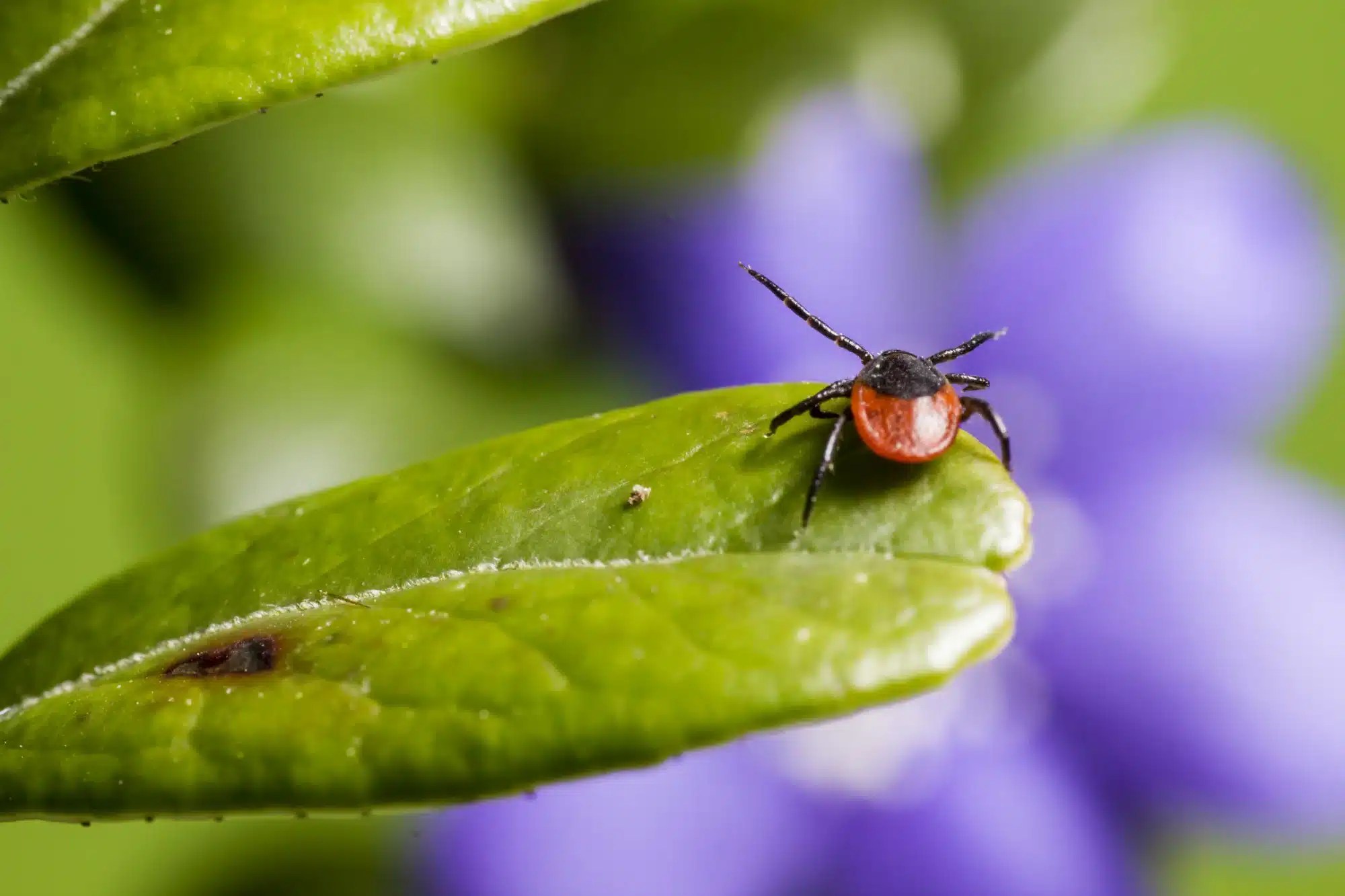 A-1 exterminators pest control