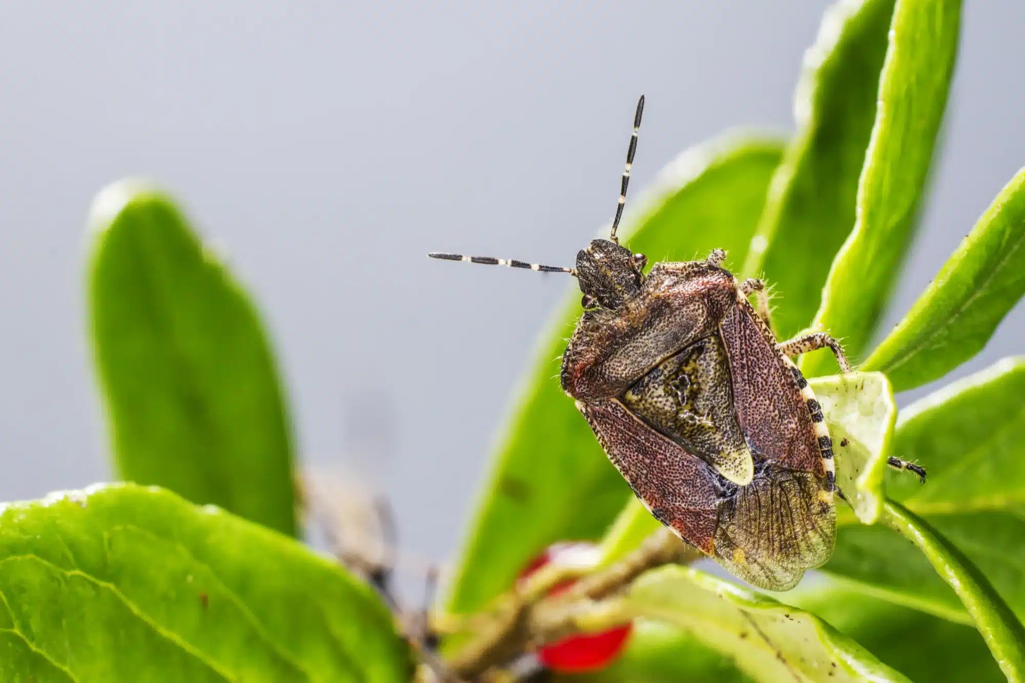 A-1 exterminators pest control