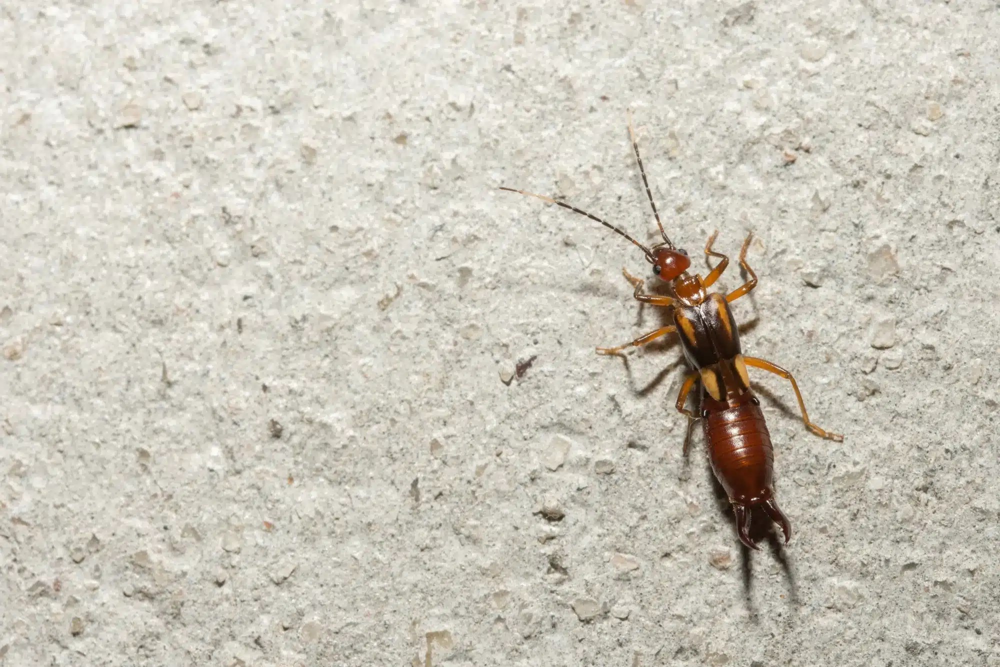 A-1 exterminators pest control