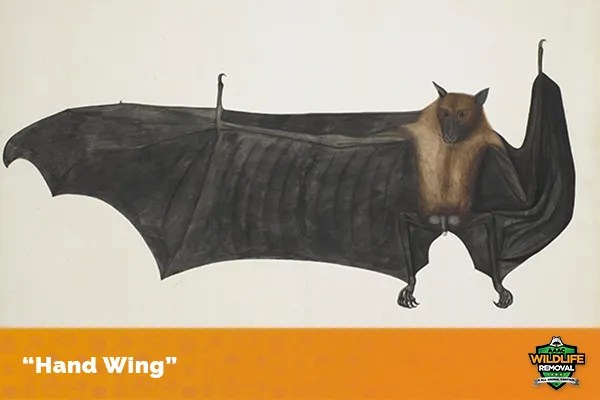 Bed bugs are small insects that feed. Where Do Bats Live Aaac Wildlife Removal