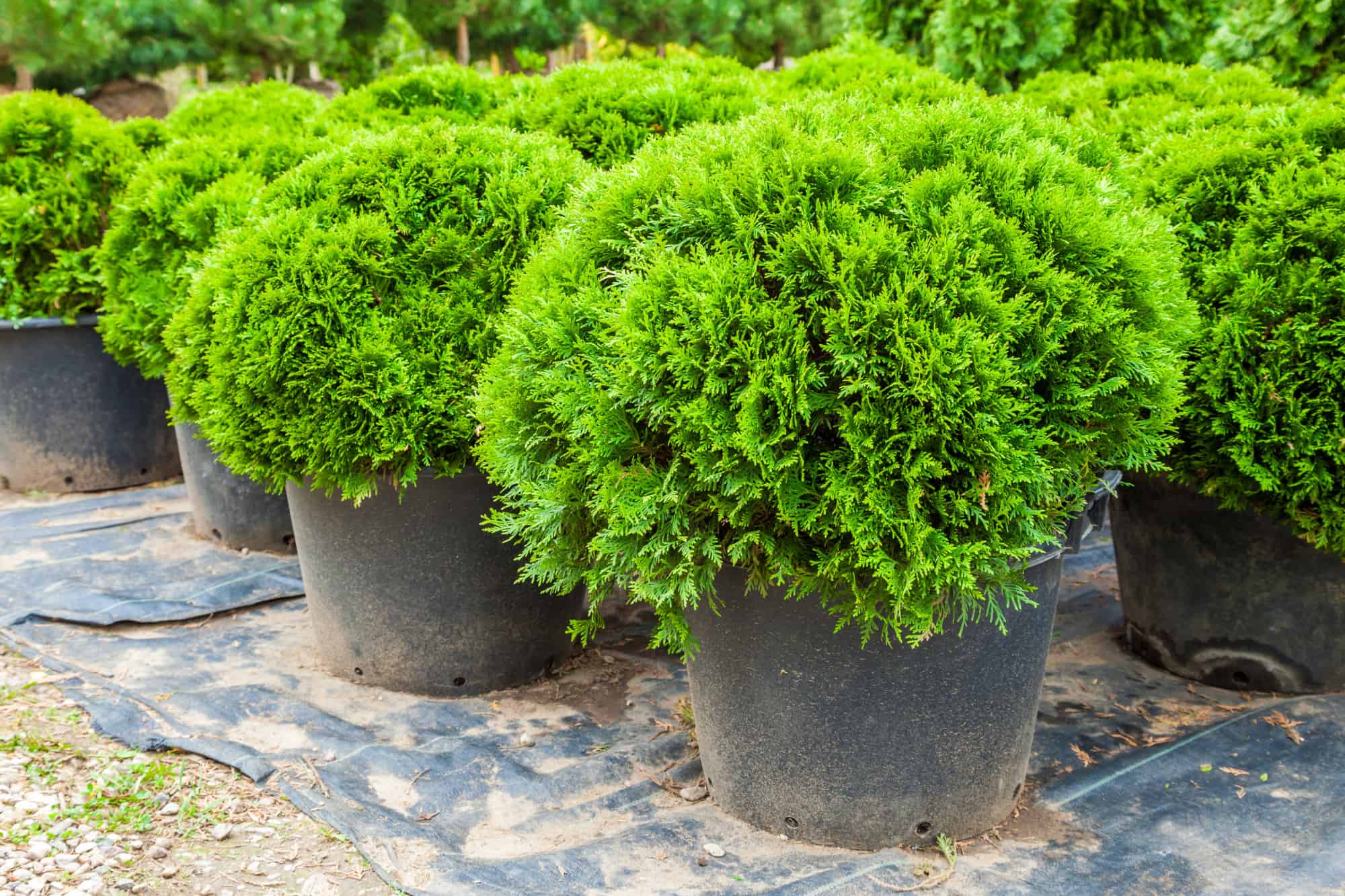 At evergreen, you have the freedom to chart your own course and forge a brighter future for yourself and the world. The Best Dwarf Evergreen Trees For Winter and How to Protect Them in the Cold