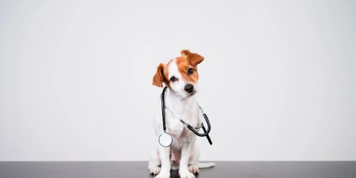 Veterinary