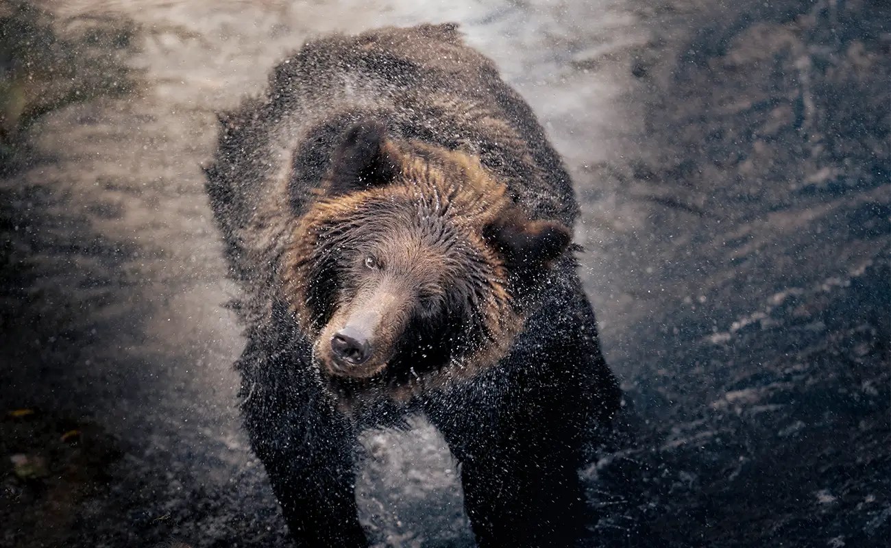 Ryo Utsunomiya: Wildlife as Memory Illuminated