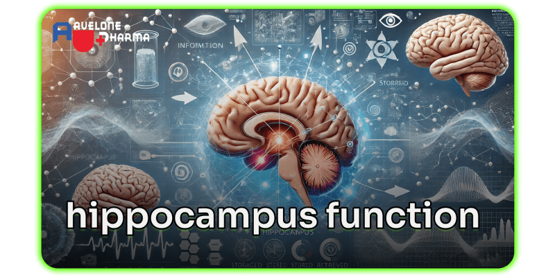 Hippocampus Definition Function Damage Lesson Study Com - Download Stunning Abstract Art | HD