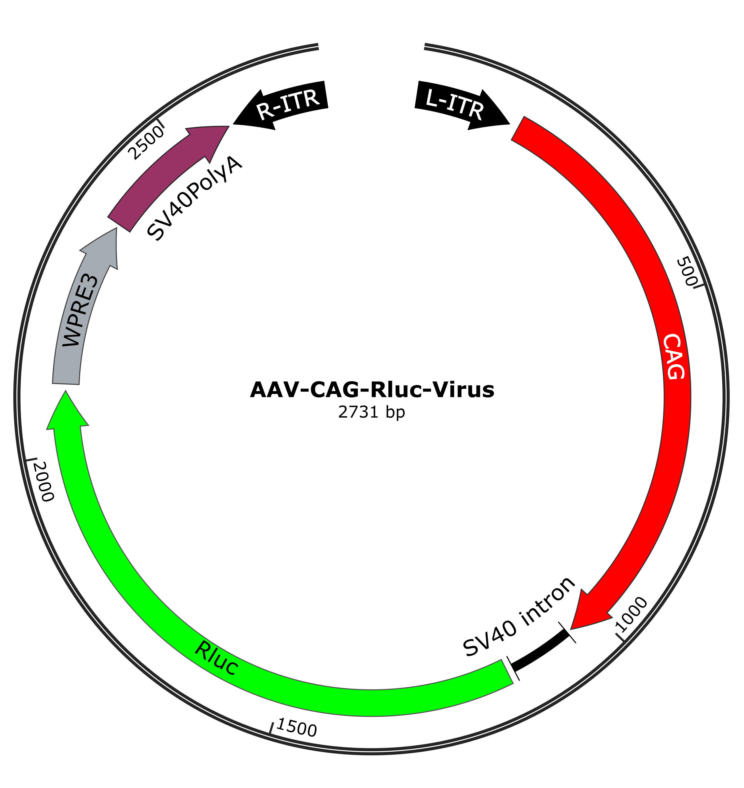 AAV-CAG-Rluc-Virus-Map