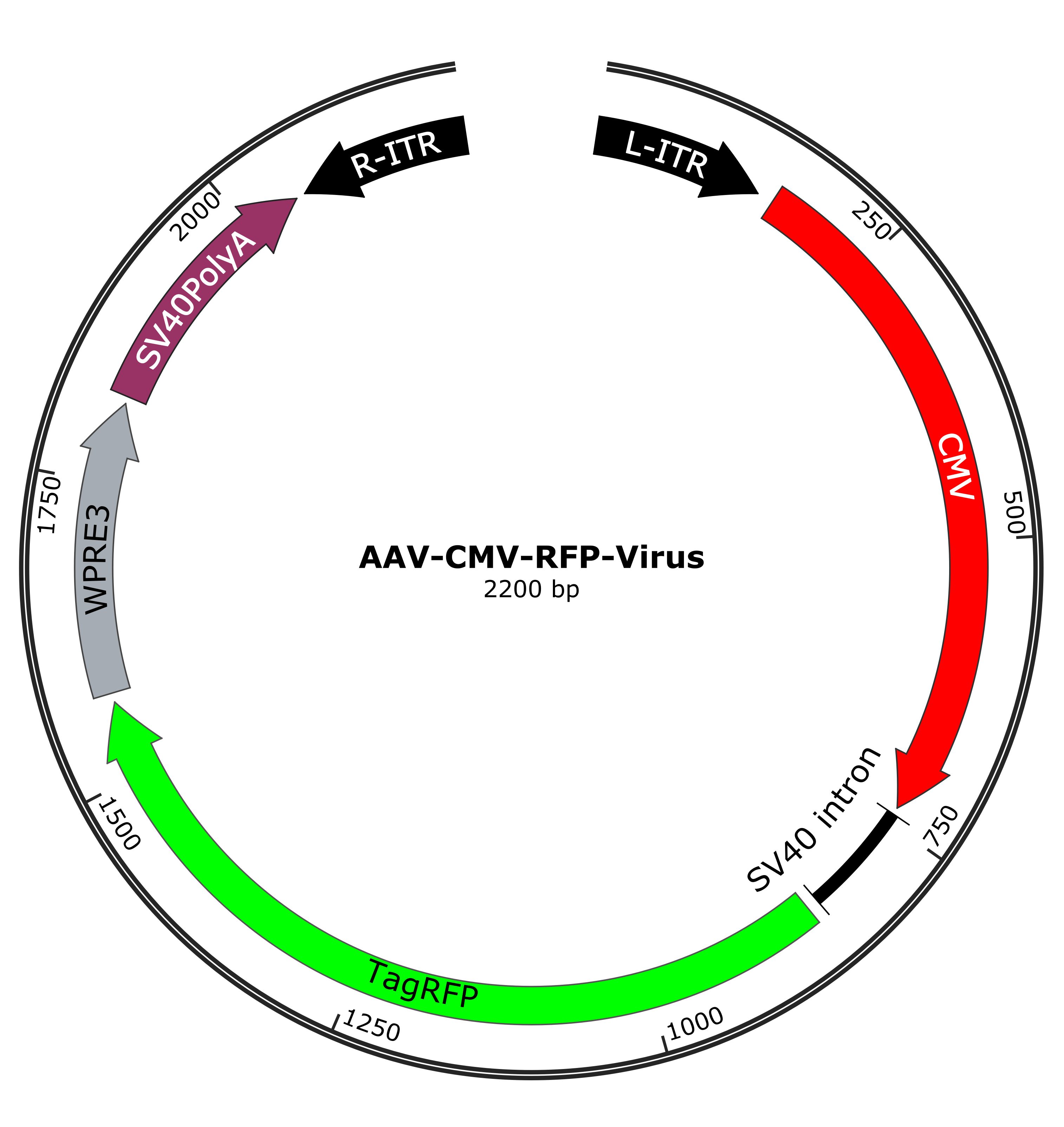 AAV-CMV-RFP-Virus-Map