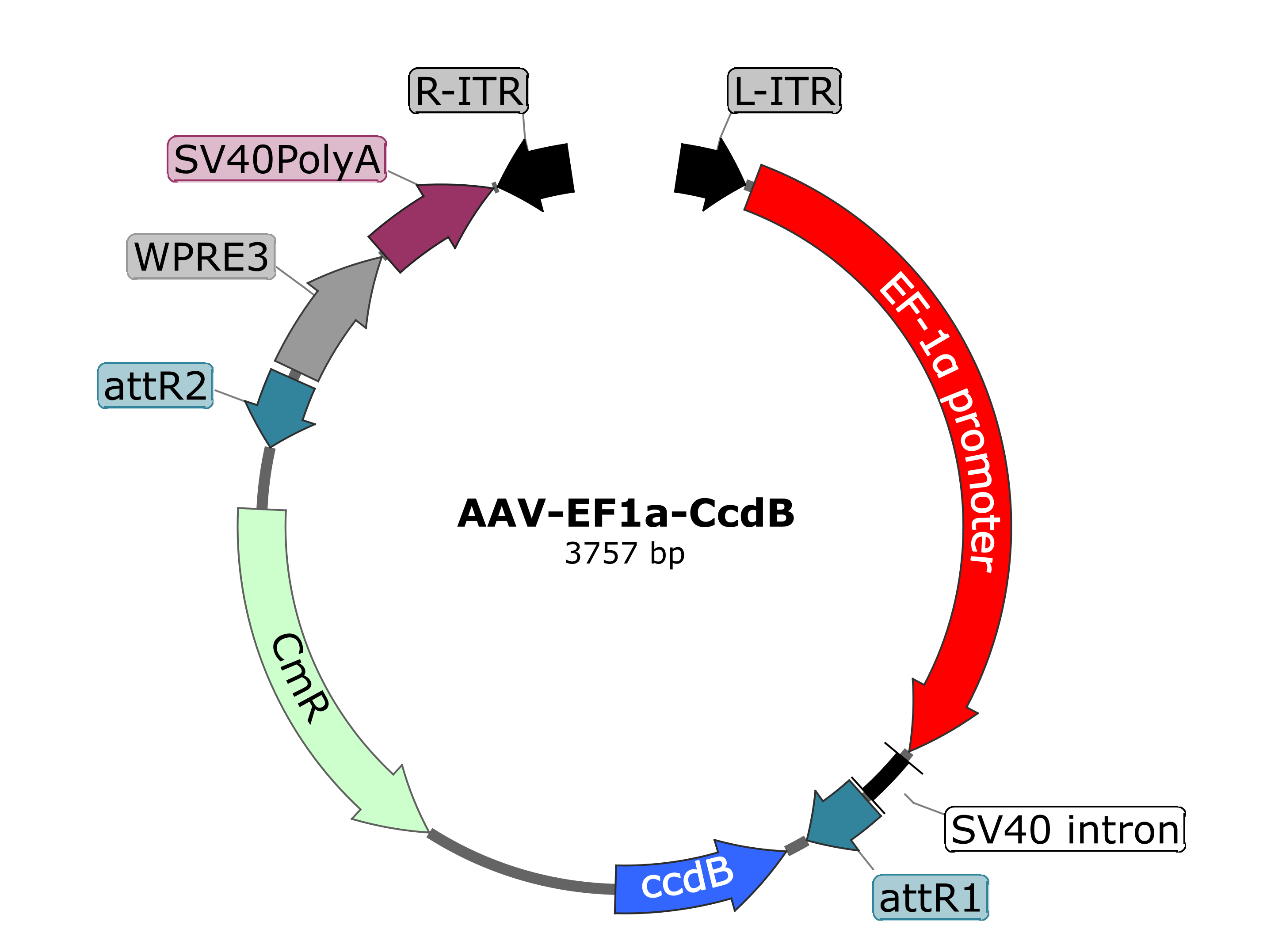 pAAVdual-EF1a-CcdB