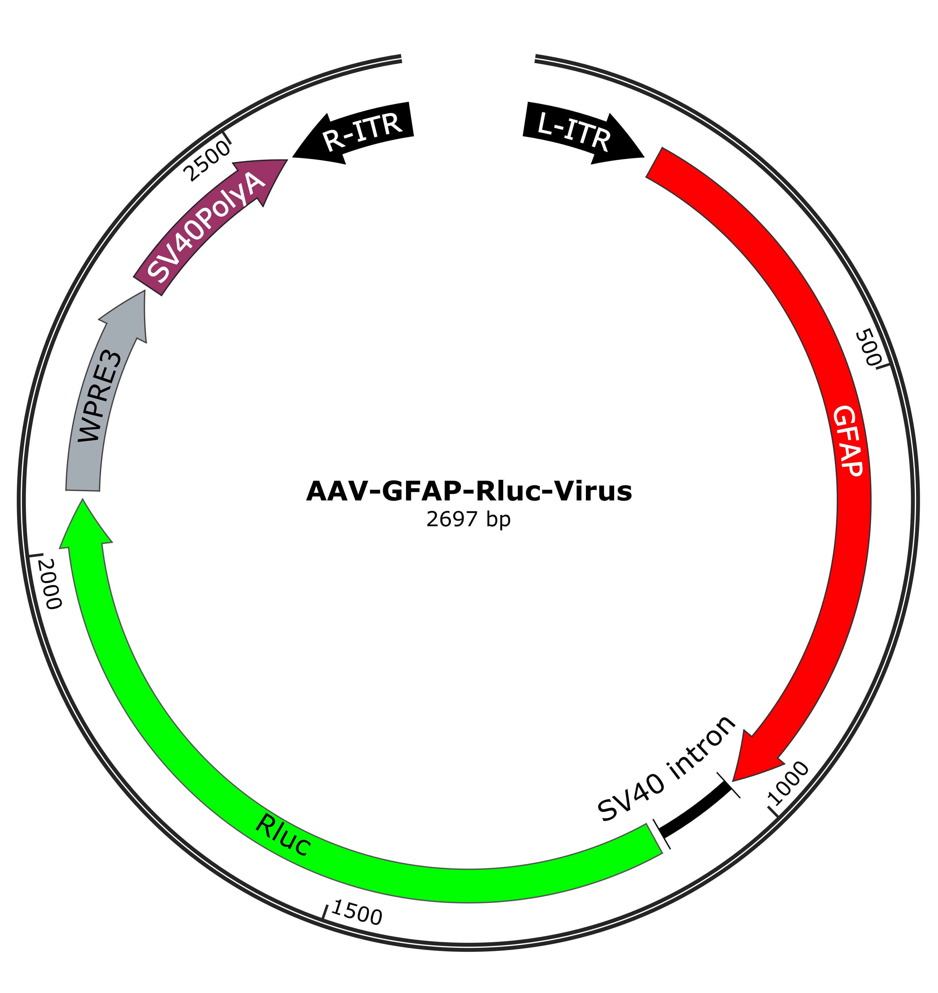 AAV-GFAP-Rluc-Virus-Map