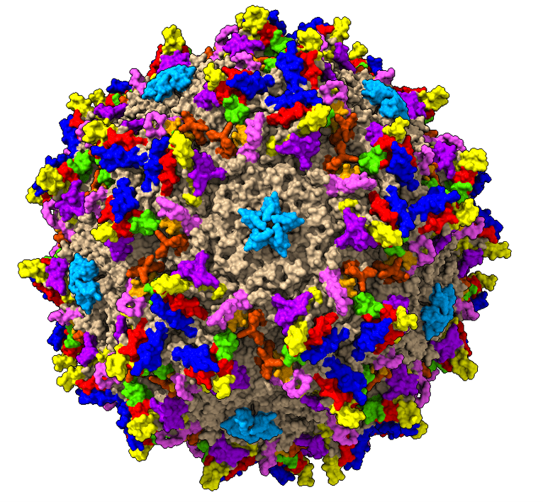 AAV2 Reference-2.8kb - AAVnerGene