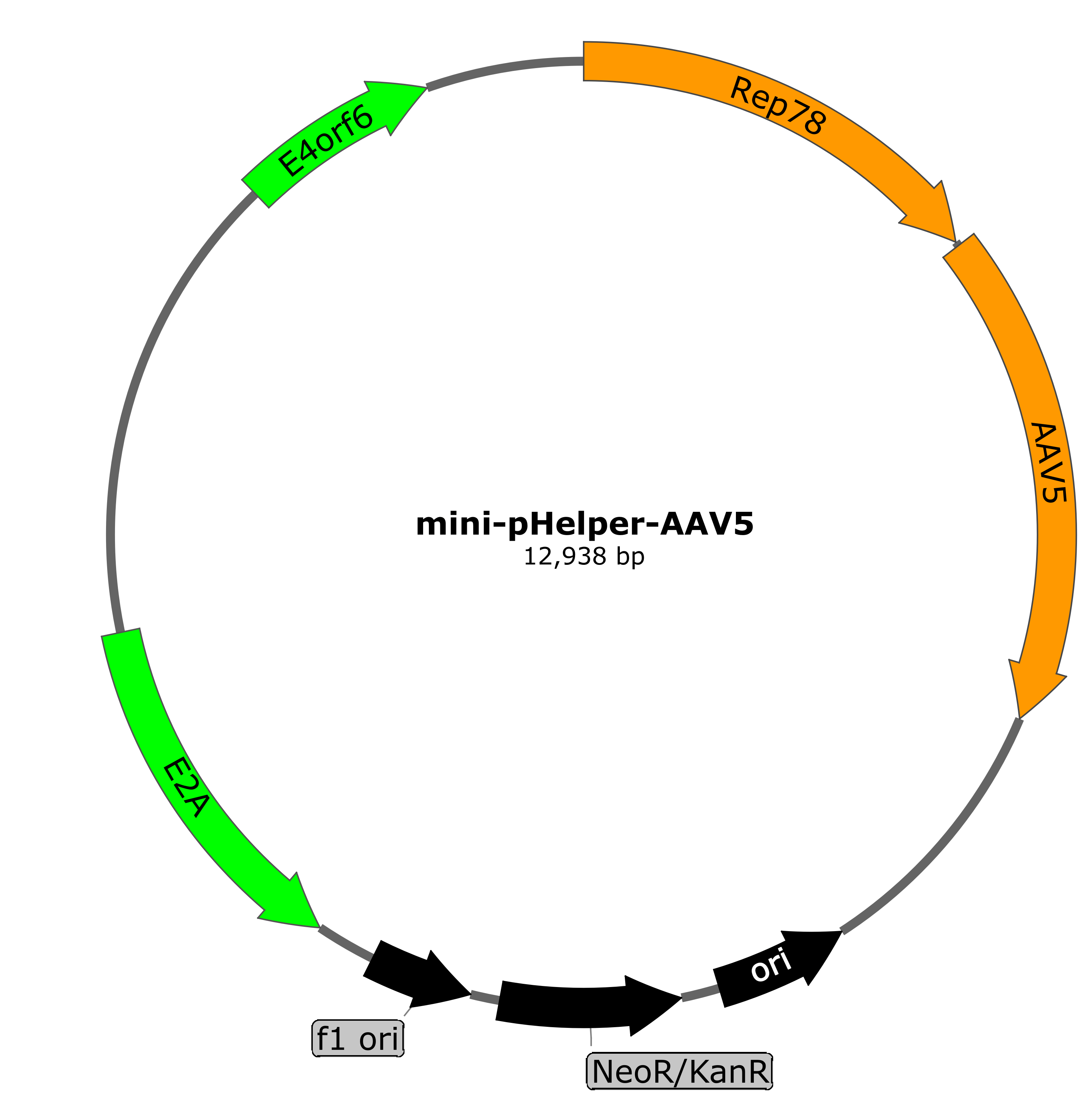 mini-pHelper-AAV5