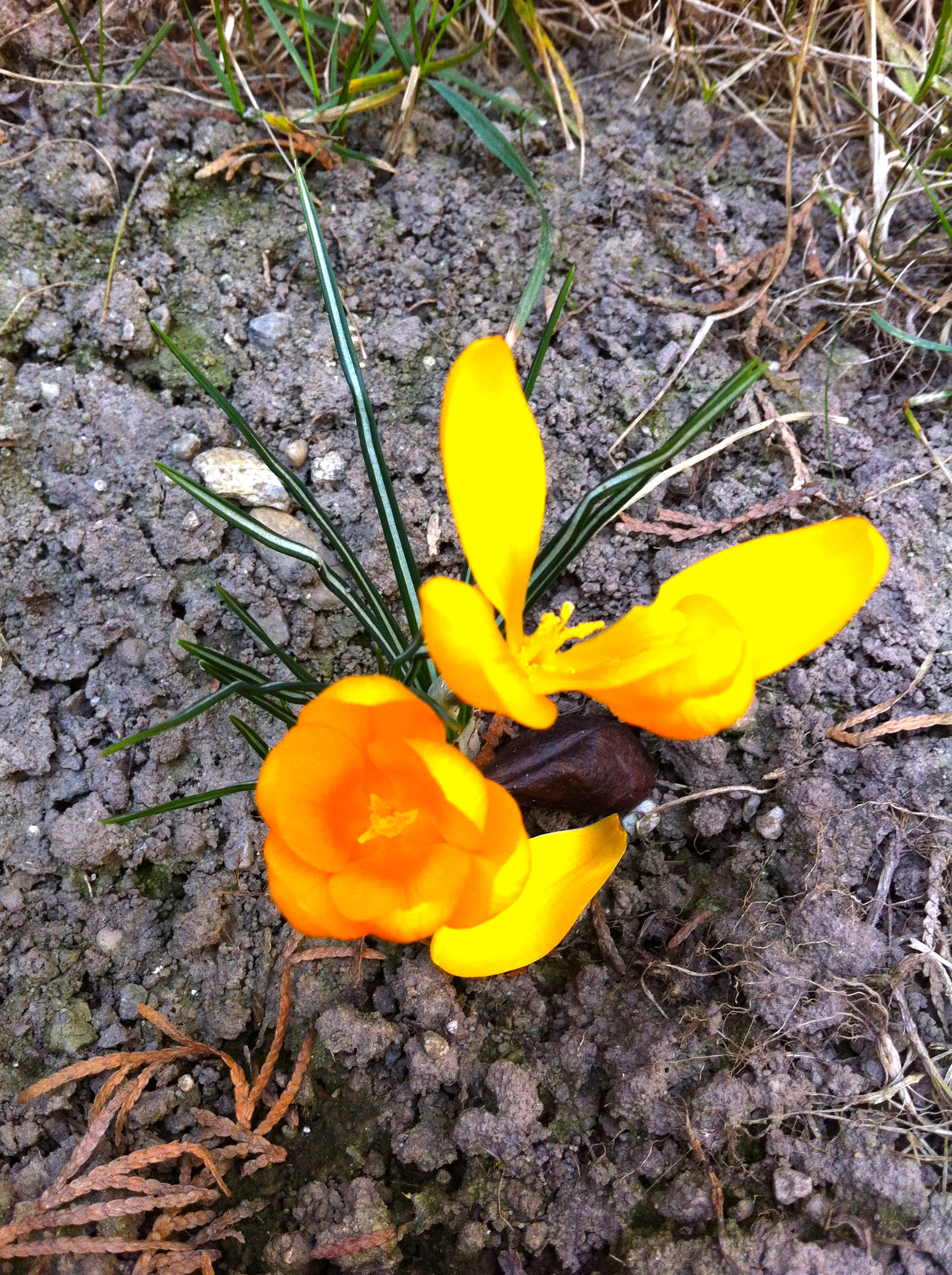 'Gartenkrokus'