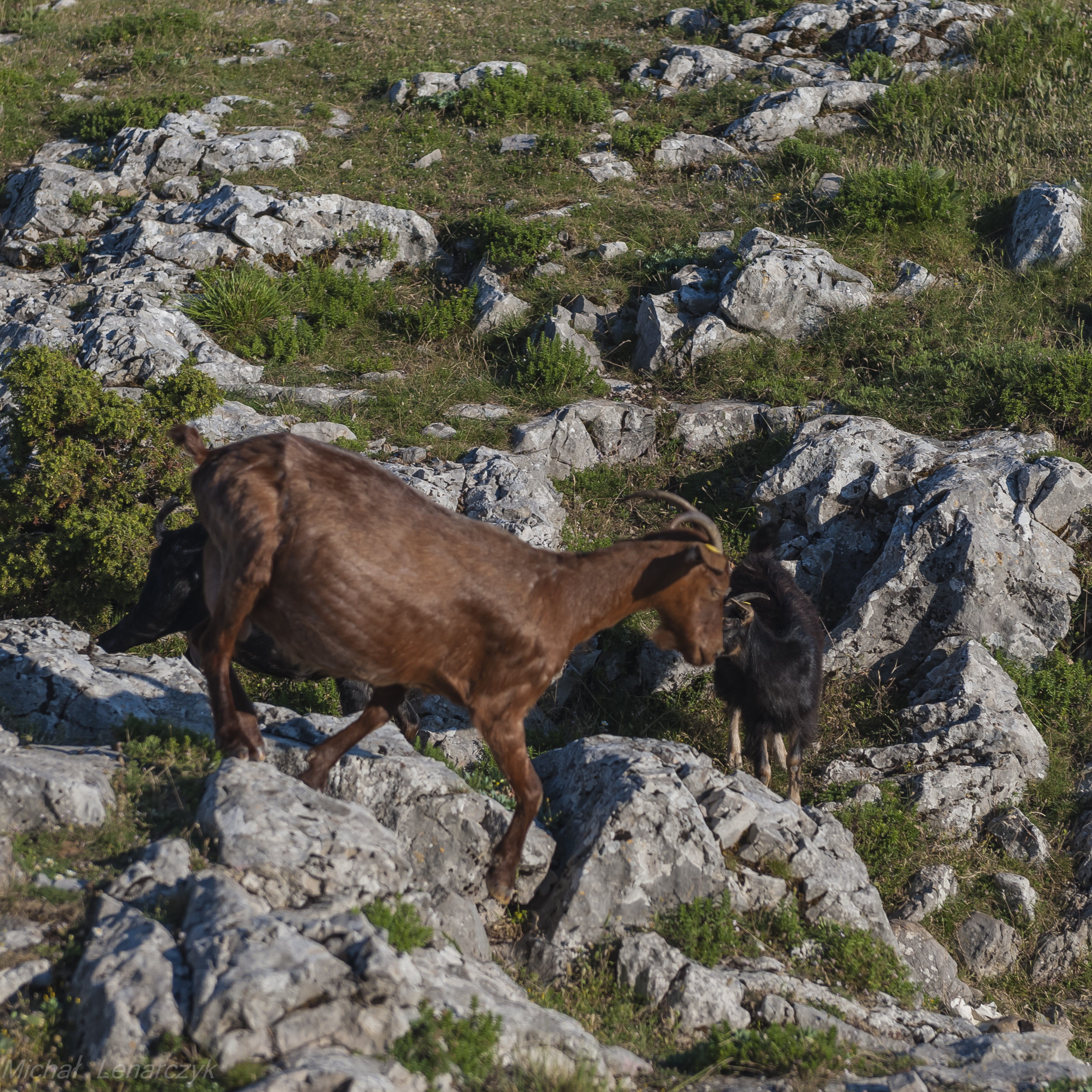 Kozice na płaskowyżu