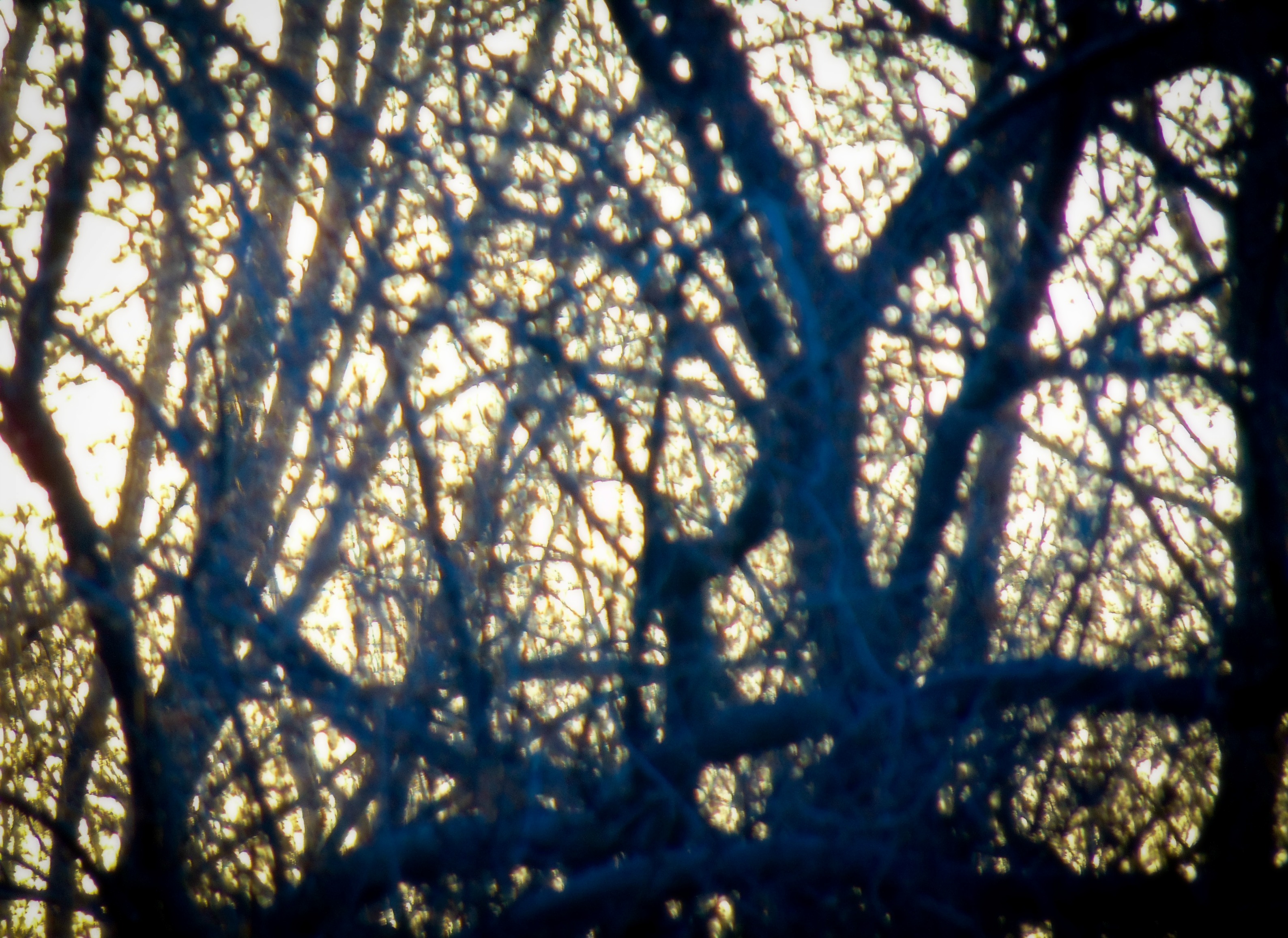 Trees Abstract