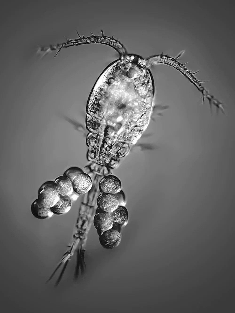 Reef Nutrition APEX-PODS – Image 4