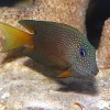 Blue Eye Surgeon Tang (Ctenochaetus binotatus) Medium