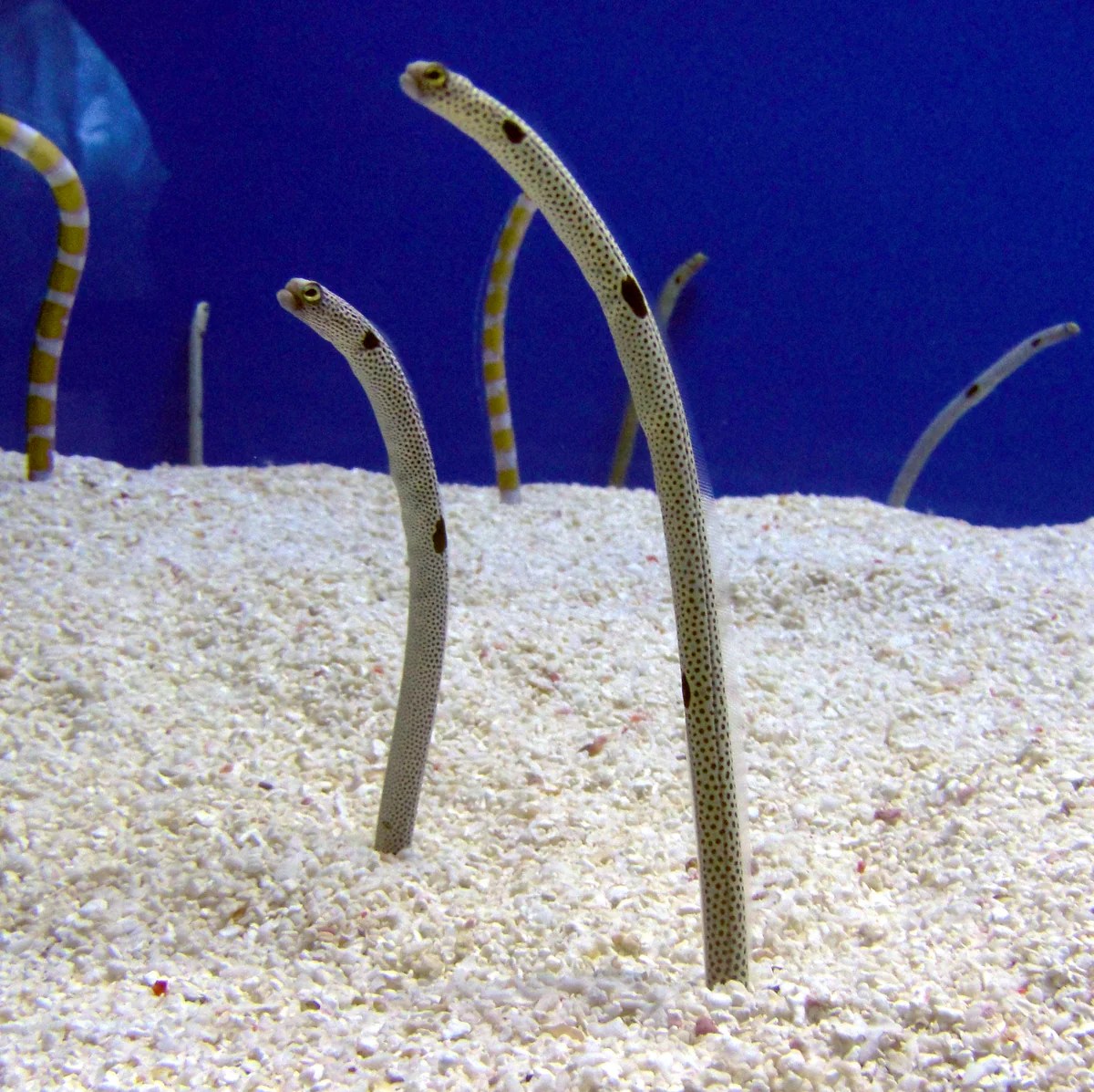 Spotted garden eel - Heteroconger hassi – Image 2