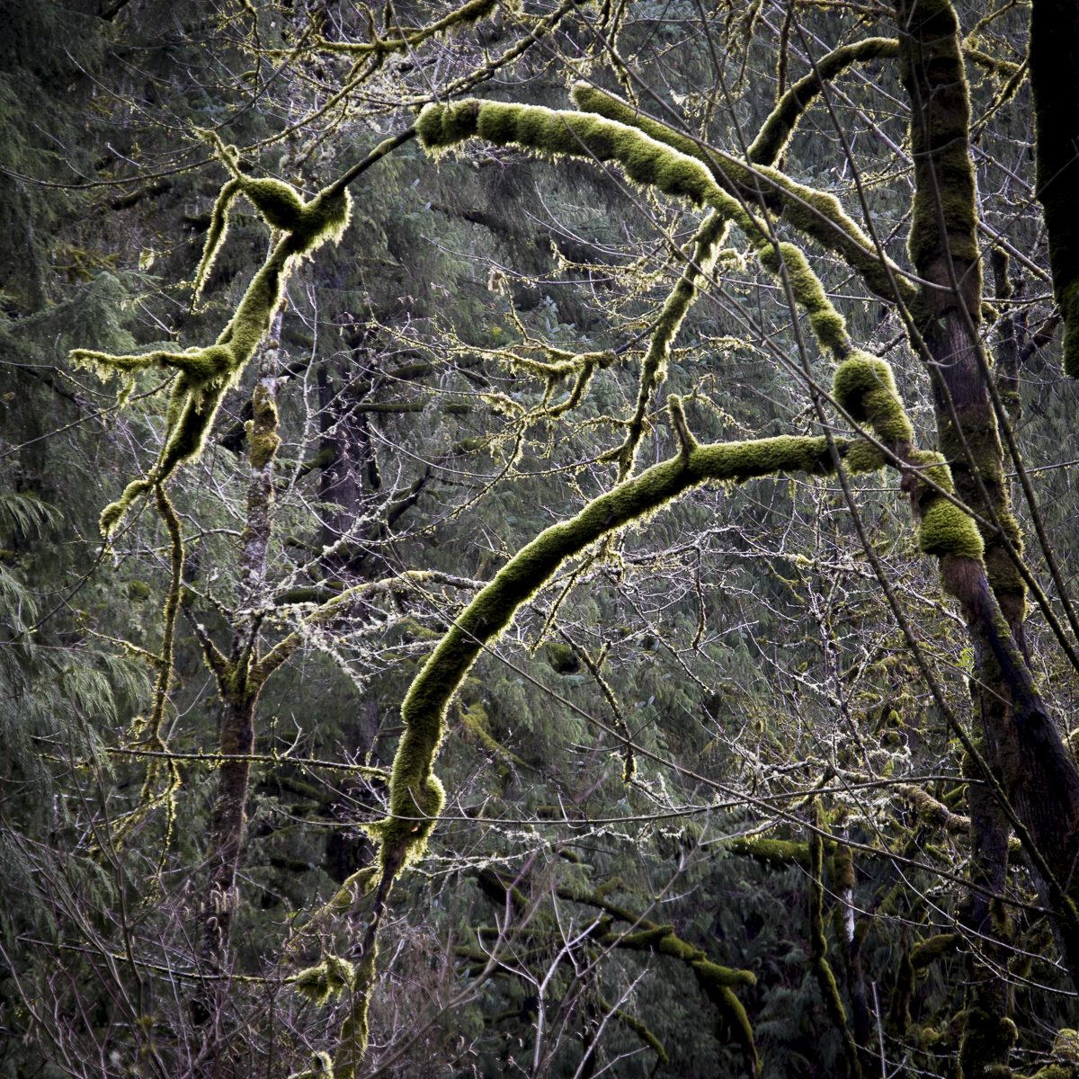 The moss on the tree branches is glowing when backlit