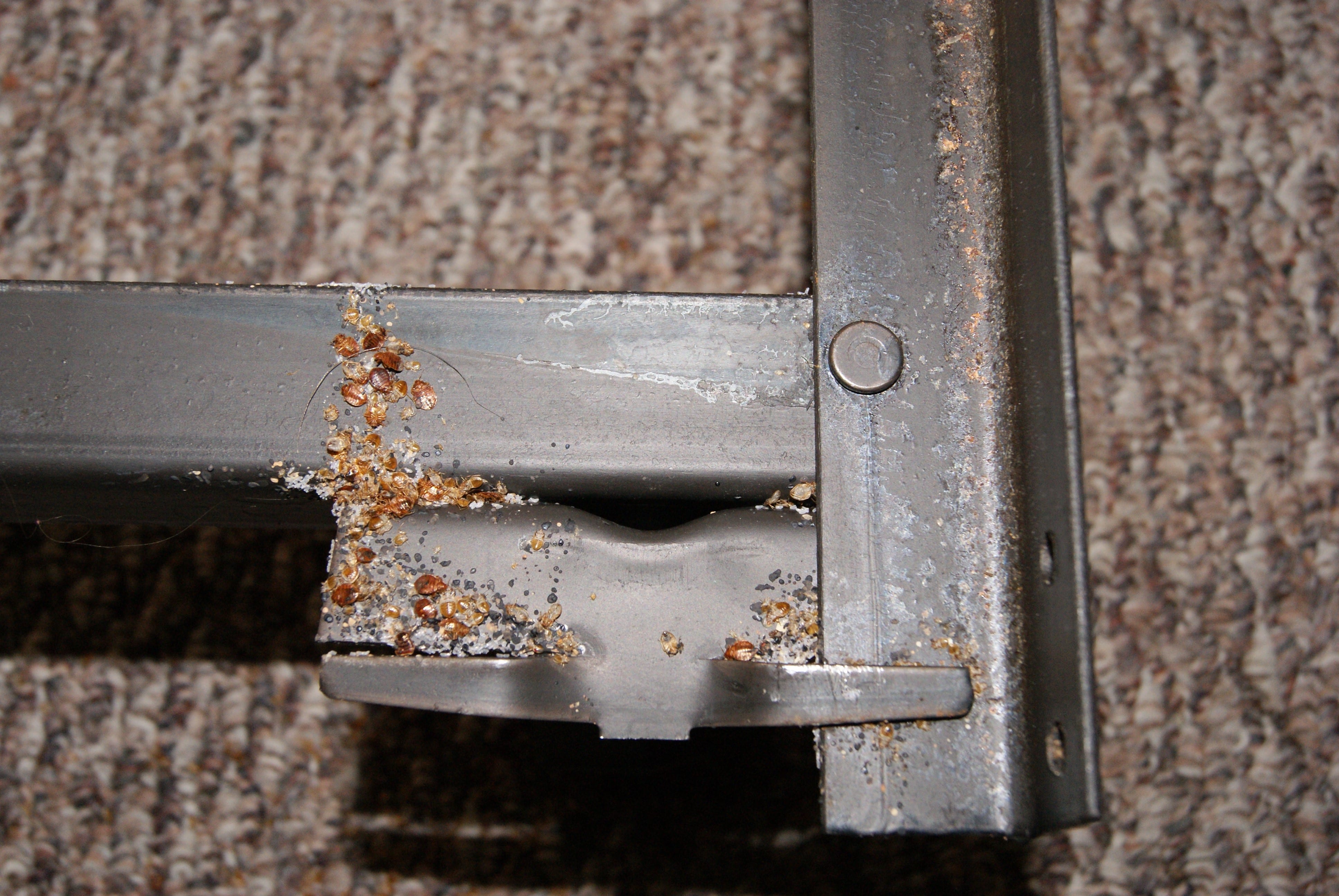 45+ Nice Can Bed Bugs Live In Tvs - Bed Bugs F.A.Q. â City of Albuquerque / Back in the 1950s bed bugs (cimex lectularius) were eradicated from the united states, but due to the recent mixture of an increase in travel, lack of knowledge and.