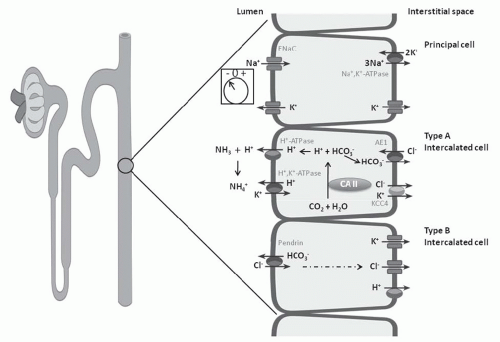 Renal Acid-Base Transport | Abdominal Key