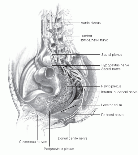 Anatomy and Embryology of the Anus, Rectum, and Colon | Abdominal Key