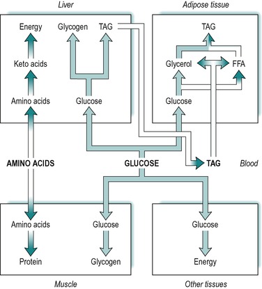 The Body Goes Through Absorptive And Postabsorptive Chegg Molar absorptivity  is defined as.