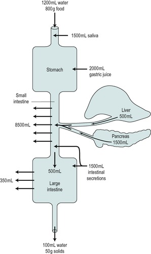 gr2.jpg | Abdominal Key