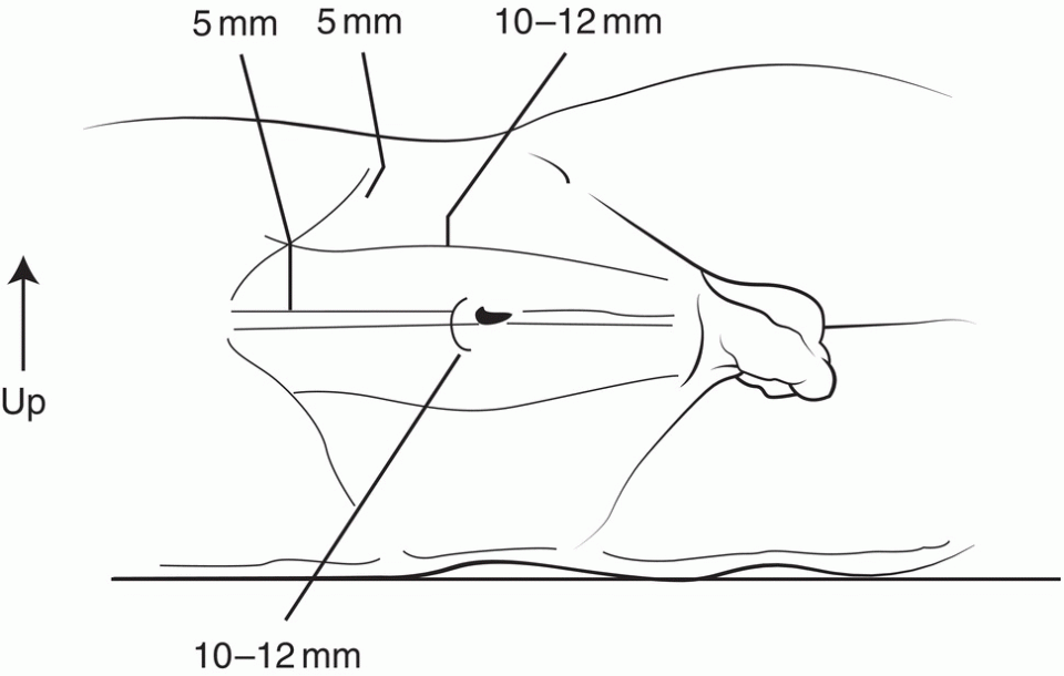 Image described by caption and surrounding text.