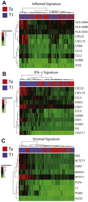 Genomic and Therapeutic Landscape of Non-muscle-invasive Bladder Cancer ...