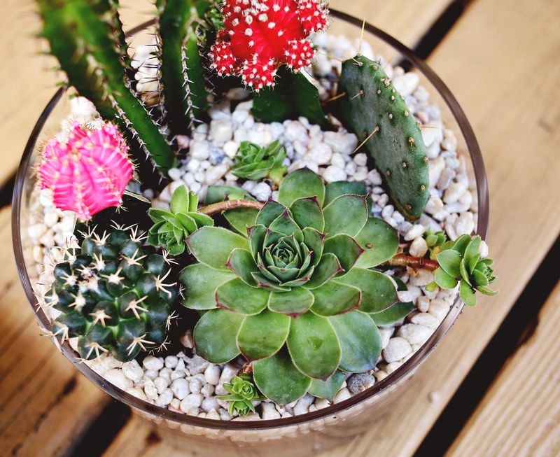 Maybe you would like to learn more about one of these? Planting A Simple Cacti Garden A Beautiful Mess