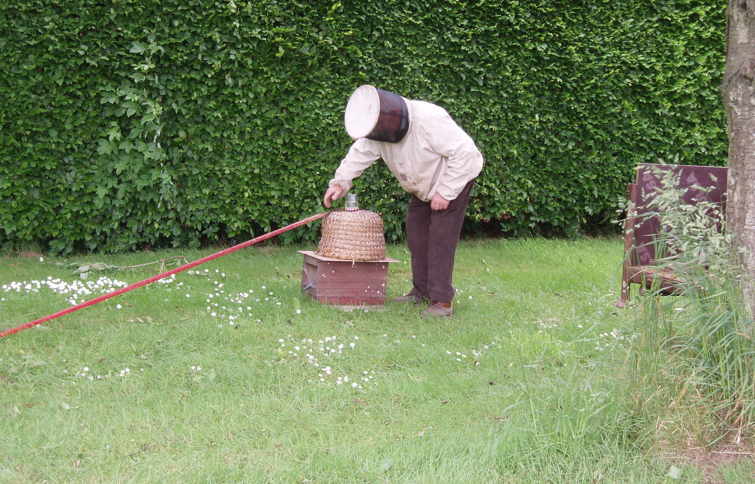 Sandy hiving a swarm