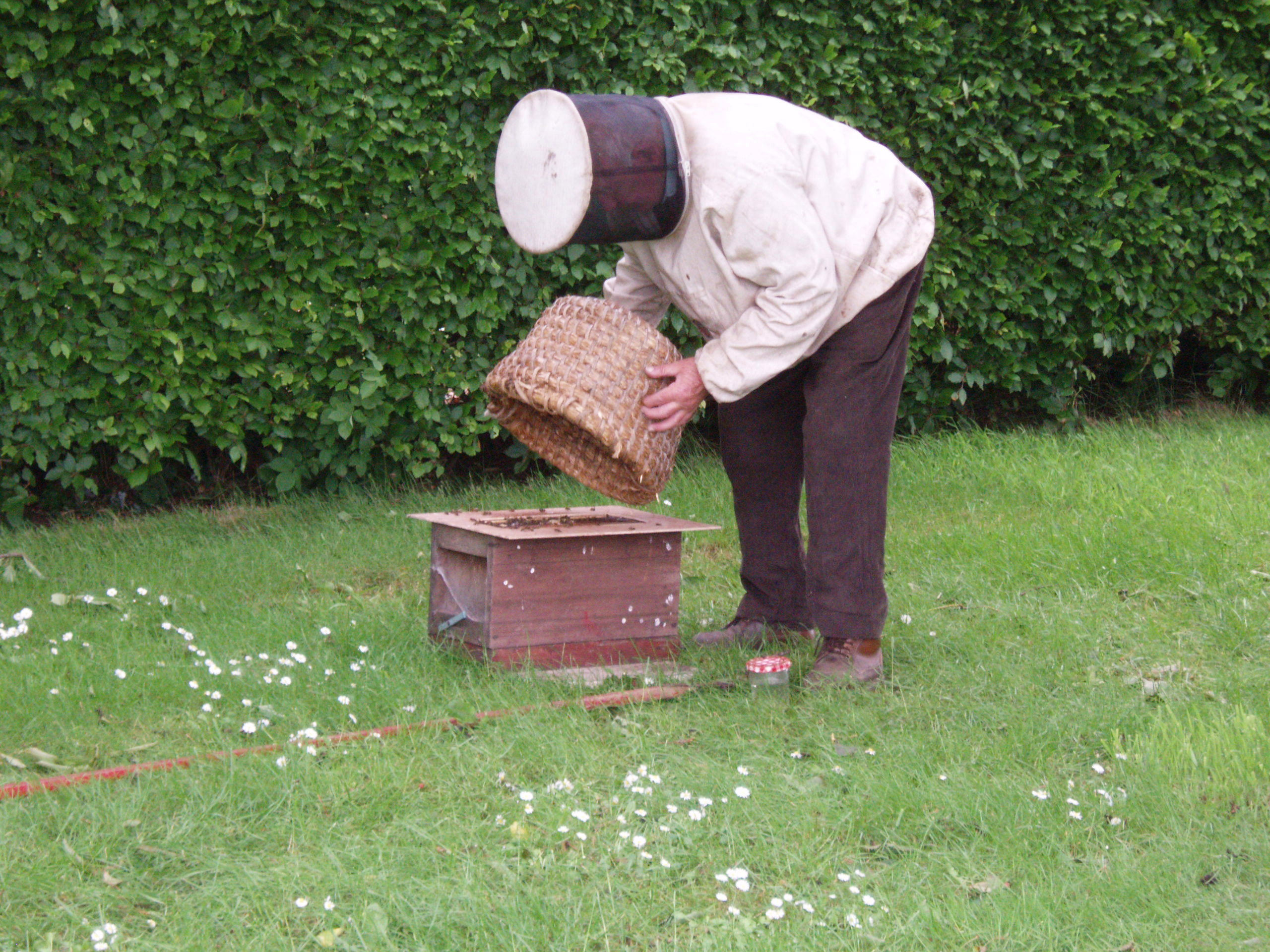 Sandy hiving a swarm 2
