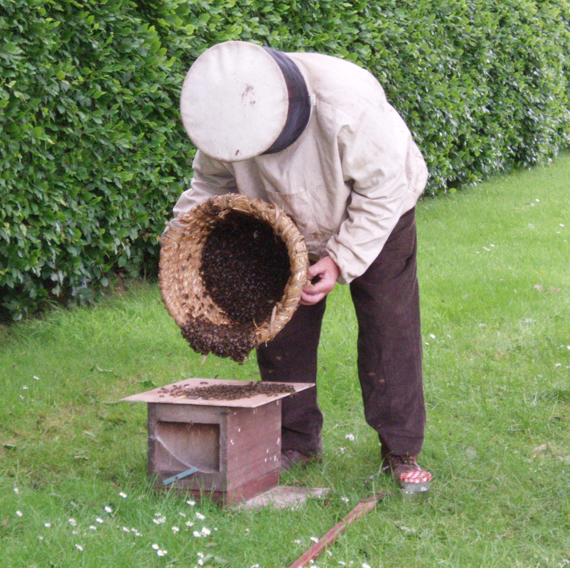Sandy hiving a swarm 3