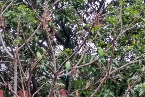 Three Parrots