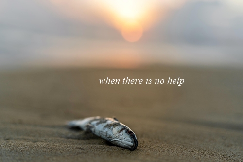 a dead fish on the beach