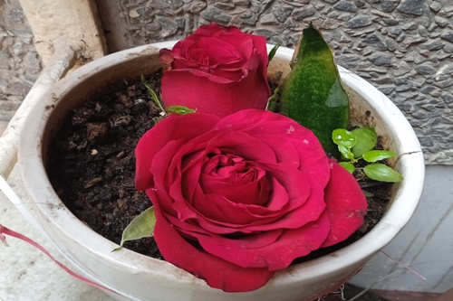 withered flower
