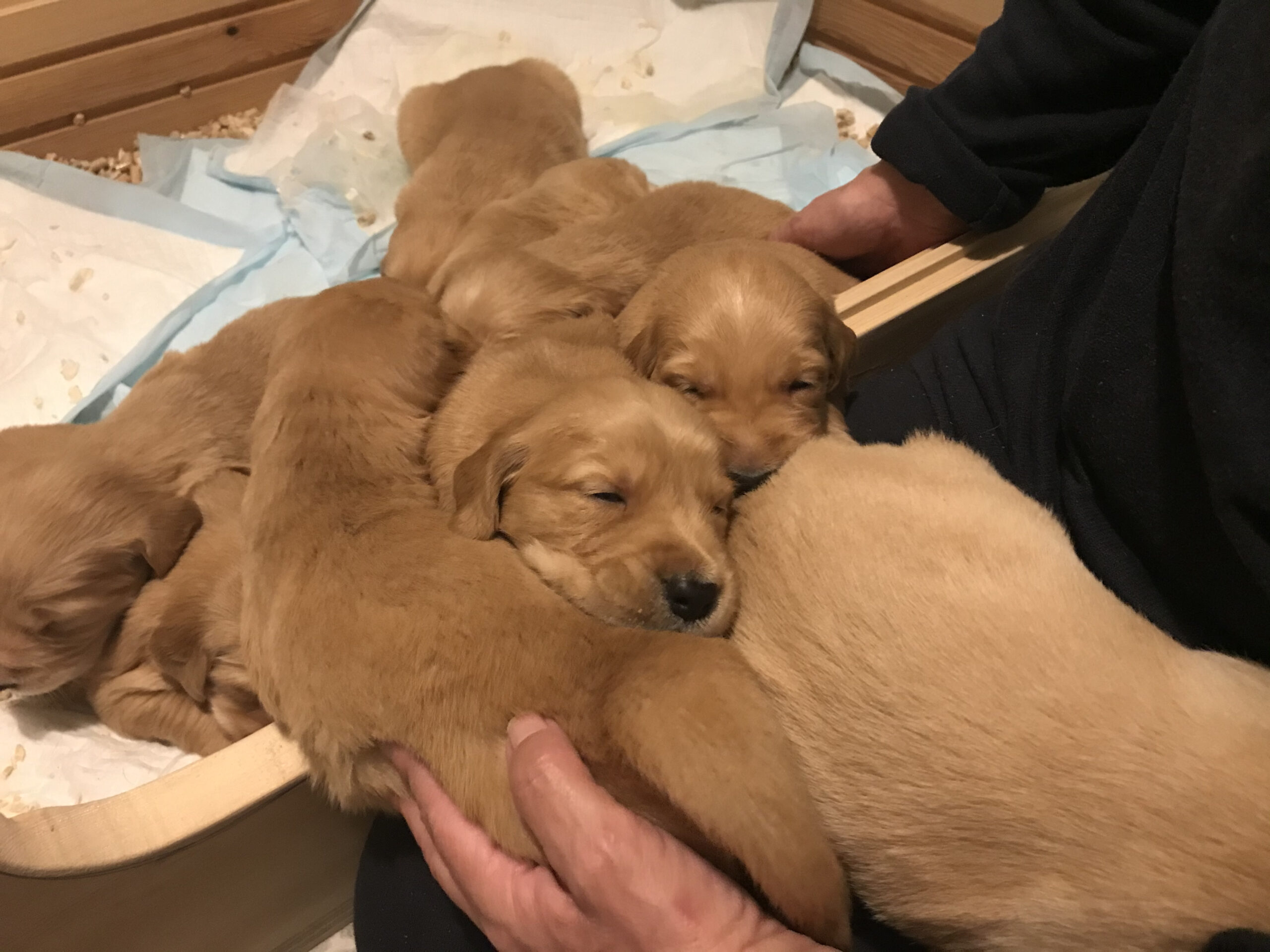 Vi planlægger hvalpe i 2022