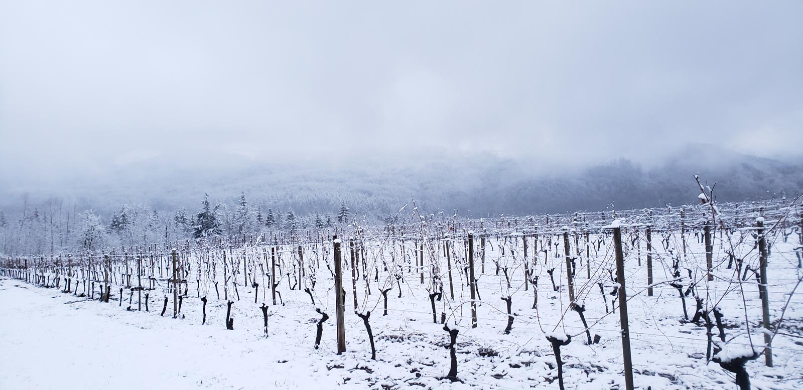 Pruned vineyard with snow on ground. Abiqua Wind Vineyard & Winery. Willamette Valley. Scotts Mills, Oregon. Our Approach.