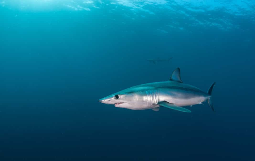 ngos-call-on-us-government-to-make-a-u-turn-on-shark-protection